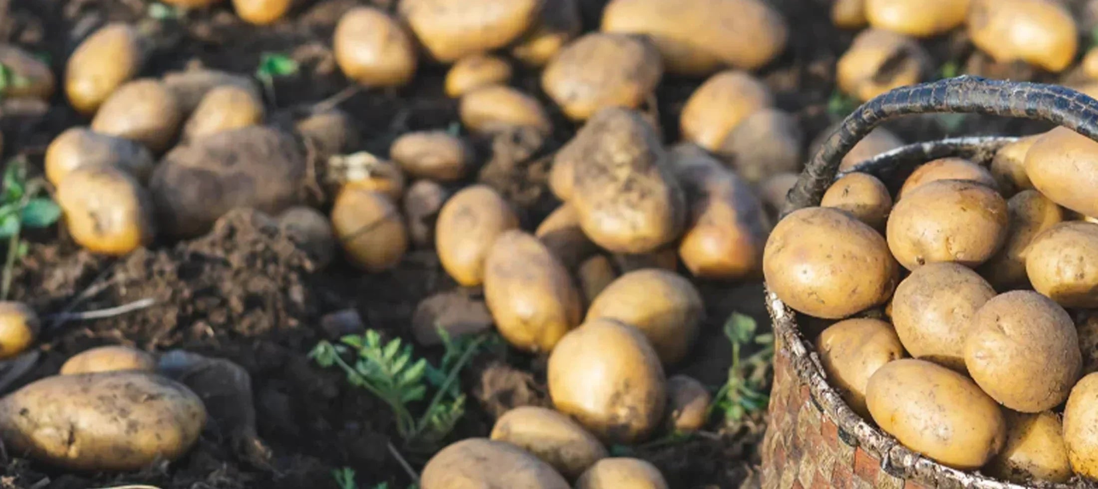 Potatoes' Nutrition and Caloric Value