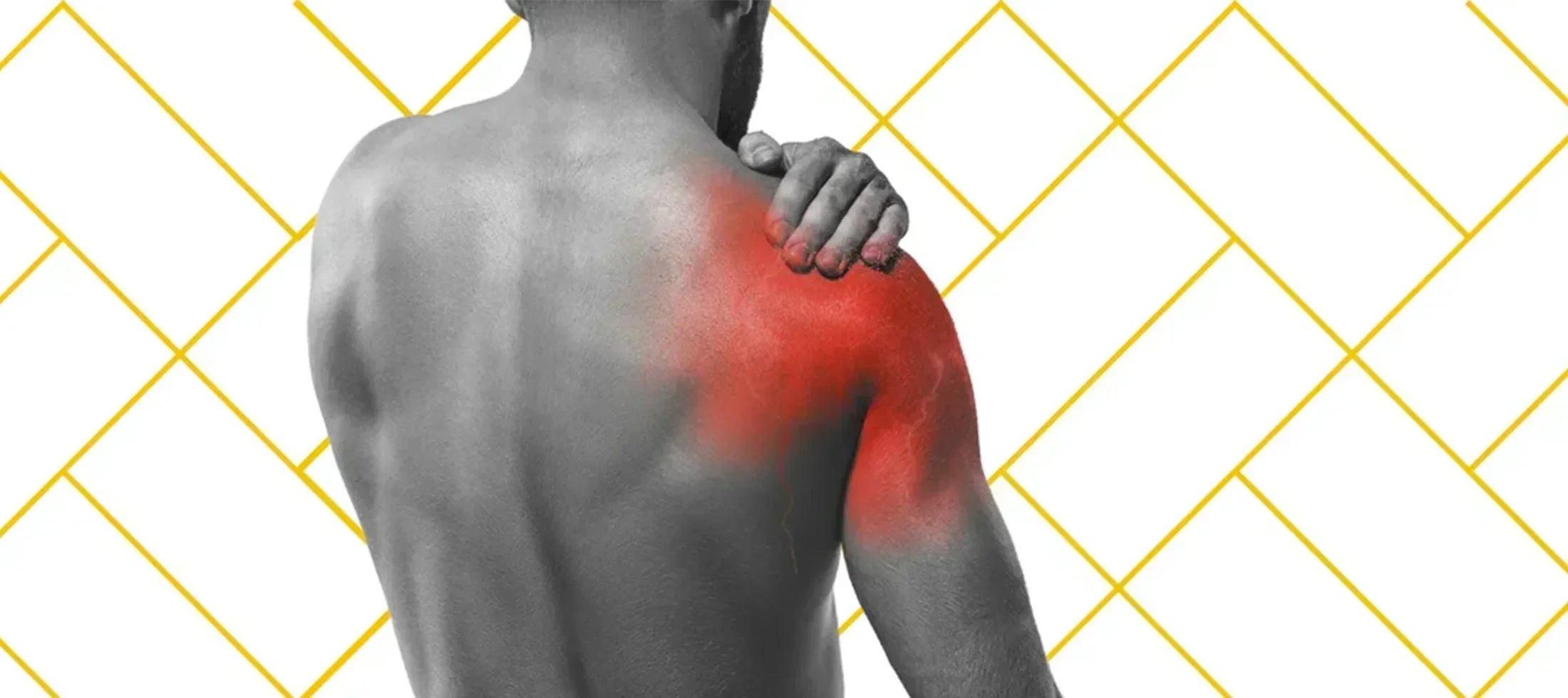 Shoulder Muscles