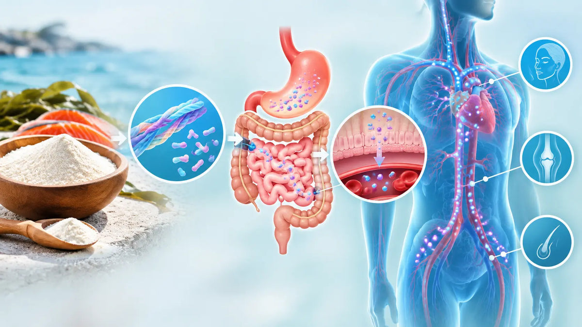 Does Marine Collagen Get Absorbed in the Body? How Collagen Peptides Work After Digestion