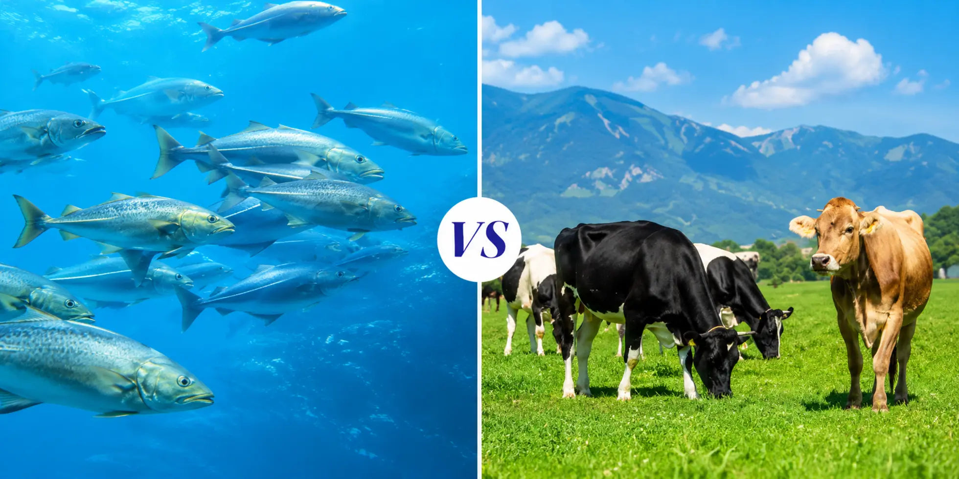 Marine vs Bovine Collagen: Key Differences Explained