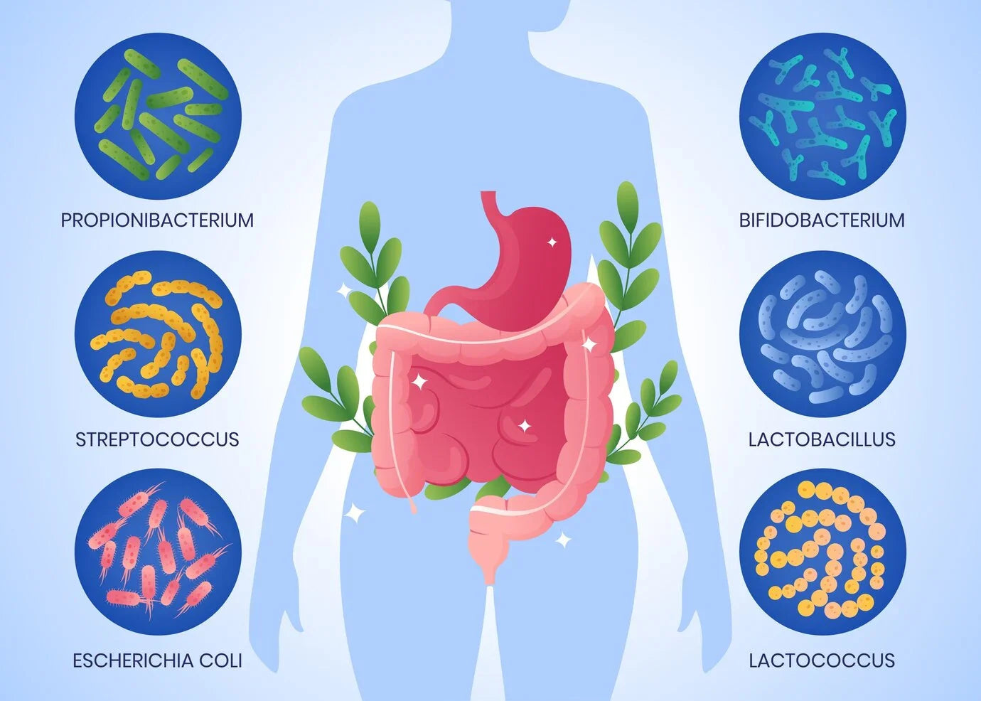 protein digestion