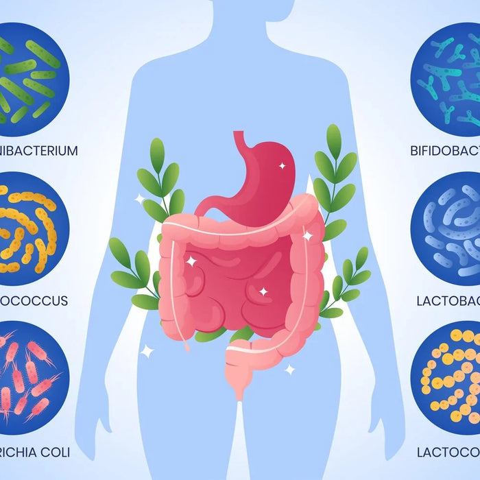 protein digestion